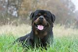 ROTTWEILER 401